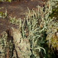 Про кладонию... :: Николай Гирш Про кладонию... :: Николай Гирш