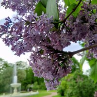 Сирень :: Сапсан 