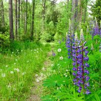 Природа за один день до лета. :: Милешкин Владимир Алексеевич Природа за один день до лета. :: Милешкин Владимир Алексеевич