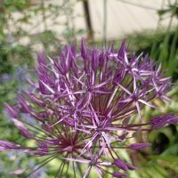 Звездчатое лето :: Pippa 