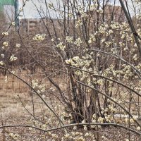 Май...Цветет верба у реки! :: Владимир 