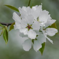 *** :: Виктор Иванович Чернюк