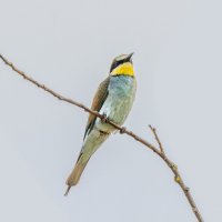 золотистые щурки :: юрий макаров золотистые щурки :: юрий макаров