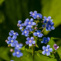 Голубые цветочки :: Андрей + Ирина Степановы Голубые цветочки :: Андрей + Ирина Степановы