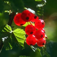 Майская смородина :: Юрий. Шмаков Майская смородина :: Юрий. Шмаков