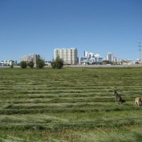 Покос :: Anna Ivanova Покос :: Anna Ivanova