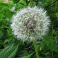 К полёту готовы :: Людмила Смородинская К полёту готовы :: Людмила Смородинская