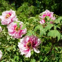 Древовидный пион :: Татьяна Тюменка Древовидный пион :: Татьяна Тюменка