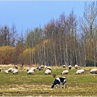 Вкусная первая травка. :: Валерия Комова