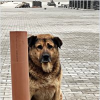 Миша. :: Валерия Комова Миша. :: Валерия Комова