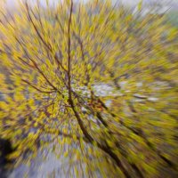 Листья закружат скоро :: Тамара Вебер