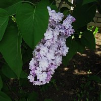 май :: Елена Шаламова