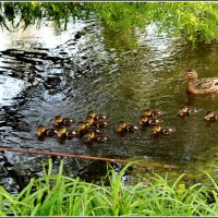 ....многодетная... :: Aleksandr Gal