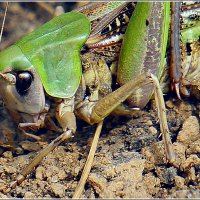 Зелёненький он был :: Сеня Белгородский