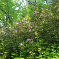 Рододендроновый лес :: Tata Wolf