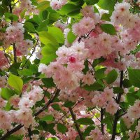 Цветет Вишня мелкопильчатая :: Рита Симонова Цветет Вишня мелкопильчатая :: Рита Симонова