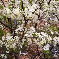 ДО СВИДАНИЯ, ВЕСНА! :: Елена Семигина ДО СВИДАНИЯ, ВЕСНА! :: Елена Семигина