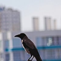 Местный смотрящий ))) :: Giant Tao /