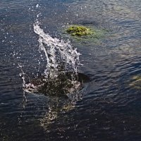 Бултых :: Giant Tao /