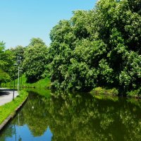 Цветение каштанов около пруда Шнелли :: Aida10 