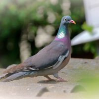 вяхирь :: Andrey Bragin 