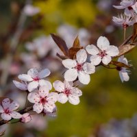 Весны привет... :: Николай Гирш Весны привет... :: Николай Гирш