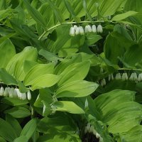 Купена :: Freddy 97