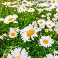 Ромашки :: Игорь Сарапулов Ромашки :: Игорь Сарапулов