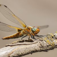 Стрекоза :: Alex Bush Стрекоза :: Alex Bush