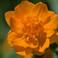 Огоньки :: Дмитрий Шемонаев