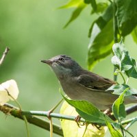 Камышевка. :: Владимир Безбородов