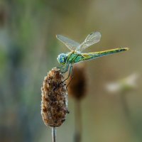 В бирюзовом. :: Лилия .