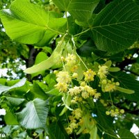 Липа :: Нина Бутко