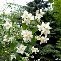 Чубушник (жасмин) :: Нина Бутко Чубушник (жасмин) :: Нина Бутко