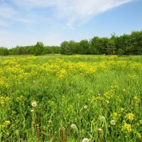 В последние дни весны :: Андрей Снегерёв
