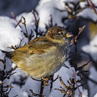 Воробей. :: Александр 