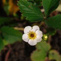 Клубника :: Михаил Соколов