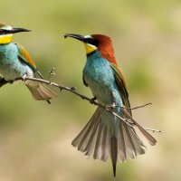 Щурки золотистые :: Валерий Черняк