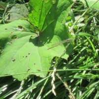 Зелёный лист :: Дмитрий Никитин