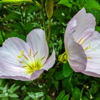 Ослинник :: Юрий Яловенко