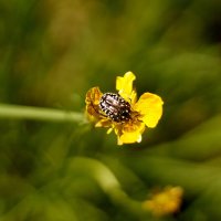 Природа конца мая 3 :: Александр Прокудин Природа конца мая 3 :: Александр Прокудин