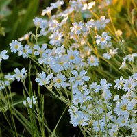 Звёздчатка :: Светлана Звёздчатка :: Светлана