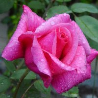 *** :: Надежда Куркина 