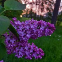 Сирень :: Сапсан 