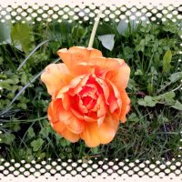 Тюльпанчик. :: Лия ☼ Тюльпанчик. :: Лия ☼