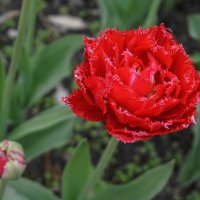 Цветы мая :: Ольга 