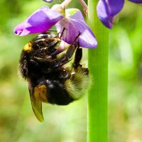 Трудяга - шмель. :: Милешкин Владимир Алексеевич 