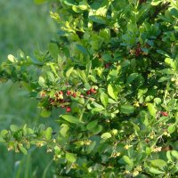 Весенний барбарис :: Syntaxist (Светлана)