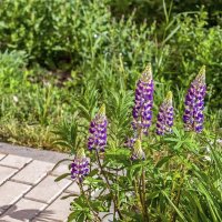 Здравствуй лето! :: Валерий Иванович