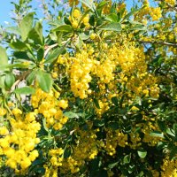 Обильное цветение барбариса :: Любовь Сахарова